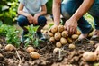 © evgenia_lo - Family harvesting potatoes in their home garden, with children and adults working together to gather the produce.