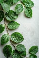 Wall Mural - Plant With Green Leaves on White Surface