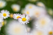 © Simone Wave/Stocksy - Blossom of daisies background