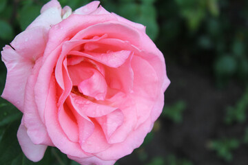 Wall Mural - pink rose, red rose on green