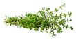 © Mr. Stocker - Fresh green thyme sprigs, cut out - stock png.