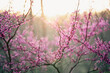 © Kelly Knox/Stocksy - spring sunset behind blooming redbud trees