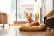 © Alvaro Lavin/Stocksy - Dog on a pet bed.