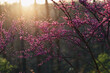 © Kelly Knox/Stocksy - redbud trees at sunset