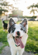 © Raul Navarro/Stocksy - Happy border collie dog in sunlit park