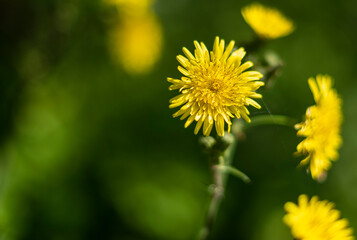 Canvas Print - yellow dandelion in the garden