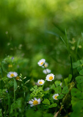 Wall Mural - daisies in a field