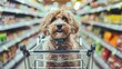 © rabbit75_fot - A puppy dog in shopping cart in a grocery store