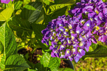 Wall Mural - Macro view of purple hydrangea blooms set against a green garden backdrop.