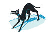 © Carly Berry/Stocksy - greyhound dog zoomies