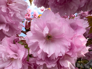 Sticker - Pink flowers with lush green foliage on stems