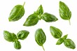 © Web - Fresh Basil. Green Herb Sprig Isolated Cutout, Perfect Ingredient for Culinary Delights