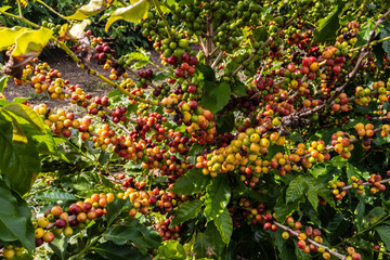 Wall Mural - coffee beans on coffee tree on the plantation in brazilian farm. Brazil