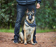 © peopleimages.com - German shepherd, dog and service animal in nature for training, scent tracking or listening to trainer. Outdoors, hiking trail and pet sitting for command, teaching behavior or obedience in forest