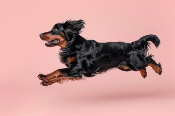 Wall Mural - Gordon Setter dog Jumping and remaining in mid-air, studio lighting, isolated on pastel background, stock photographic style