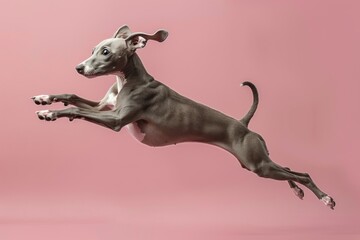 Wall Mural - Italian Greyhound dog Jumping and remaining in mid-air, studio lighting, isolated on pastel background, stock photographic style