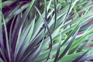 Wall Mural - A tropical evergreen plant against the blurred background, palm leaves closeup.