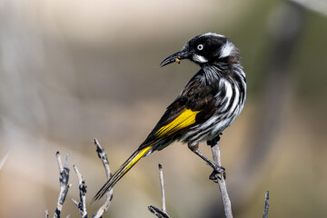 Wall Mural - New Holland Honeyeater collecting food for young