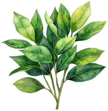 Green laurel watercolor