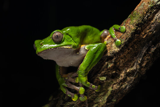 The colorful and ancient Kambo frog secretes a highly toxic substance to defend itself from predators. In the Amazon, various indigenous tribes used the poison of this frog as part of their customs.
