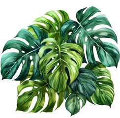 Wall Mural - monstera leaves on white, Watercolor Clipart