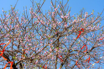 Peach blossoms bloom in spring in Sa Pa, Vietnam