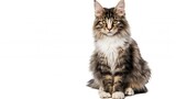 Fototapeta  - Norwegian Forest Cat 5 months old sitting in front of white background : Generative AI