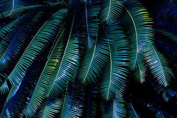 Wall Mural - abstract palm leaf textures on dark blue tone, natural green background.