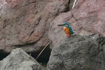 Wall Mural - common kingfisher in a forest