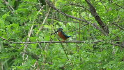 Wall Mural - common kingfisher in a forest