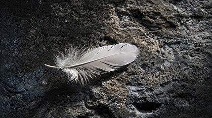 Wall Mural - Delicate feather on dark textured surface