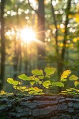 Canvas Print - Sunlight shining through autumn leaves in forest