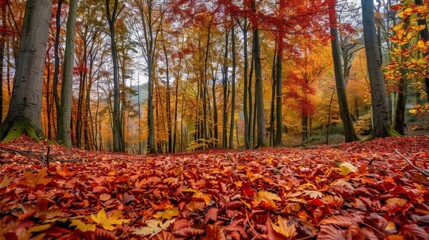 Sticker - Vibrant autumn forest landscape