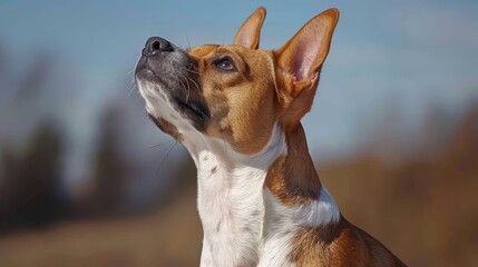 Wall Mural -  A tight shot of a canine gazing at something aloft, surrounded by a hazy foreground of grass and trees, against a backdrop of a clear blue sky