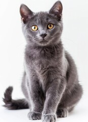 Wall Mural - Adorable Gray Kitten Sitting and Looking Curiously at Camera Against White Background - Generative AI