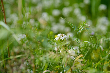 Lysimachia Candida lindi