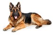 © Ratchadaporn - Regal and Loyal German Shepherd Dog Posed on Stark White Background