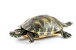 © Ratchadaporn - Red Eared Slider Turtle on Isolated White Background