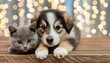 © Esta Webster - un chaton et un hciot amis sur une photo façon carte postale en ia