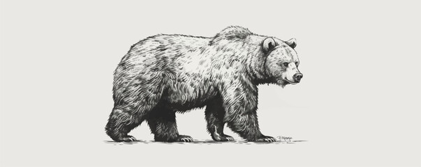 Poster - bear. Engraving style. Simple pencil drawing vector
