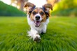 © Mark G - A lively dog is captured dashing towards the camera across a lush green lawn or meadow. The sun is shining. The dog's expression reveals a sense of excitement and exuberance.