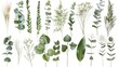 © RocknRoller Studios - Selection of Natural Branch Elements. Bouquet Collection Elements Isolated on a White Background.