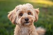 © Mark G - An adorable dog is captured looking up at the camera with wide, expressive eyes full of curiosity and affection. The background is softly blurred.