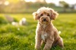 © Mark G - An adorable dog is captured looking up at the camera with wide, expressive eyes full of curiosity and affection. The background is softly blurred.