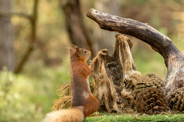 Wall Mural - Curious little red squirrel in the woodland 