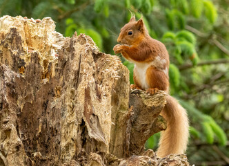 Wall Mural - Hungry little scottish red squirrel with a nut
