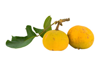 Wall Mural - santol isolated on transparent with png.