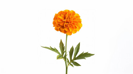 Wall Mural - there is a single orange flower in a vase on a table