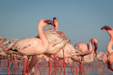 Wall Mural - Wild african birds. Group of red african flamingos  walking around the blue lagoon on a sunny day