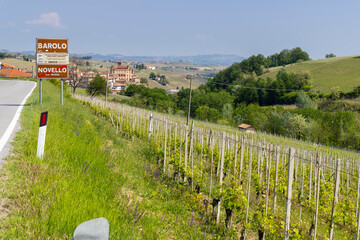 Poster - Typical vineyard near Barolo, Barolo wine region, province of Cuneo, region of Piedmont, Italy